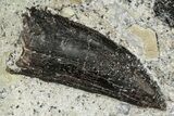 Allosaurus Tooth In Sandstone - Bone Cabin Quarry, Wyoming #246278-1